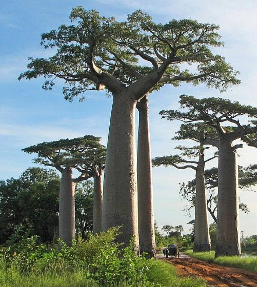 ต้นเบาบับแกรนด์ Baobab - Adansonia grandidieri ขนาด 40-50 ซ.ม.