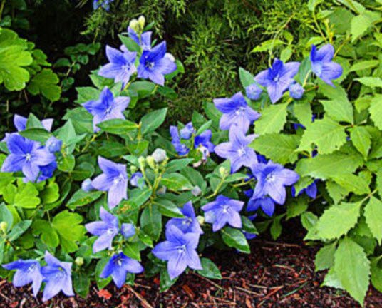 บอลลูน - แอสตร้า บลู (Balloon Flower - Astra Blue) / 250 เม็ด (UK)