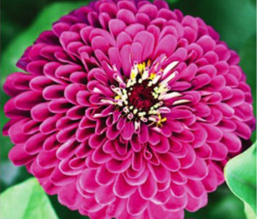บานชื่นซ้อน (Zinnia double) สีม่วง / ซอง 50 เม็ด (A126)
