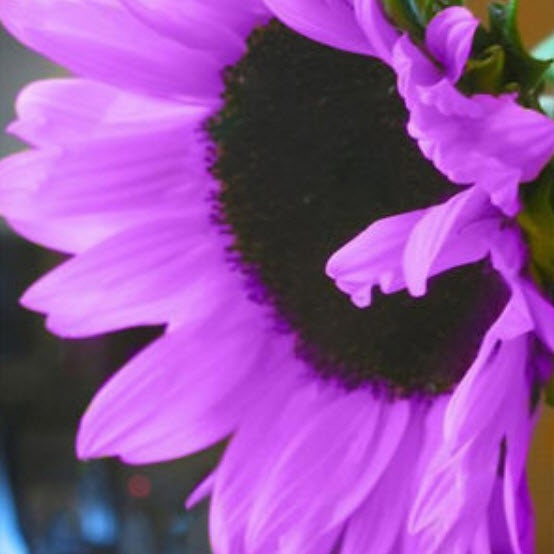 ทานตะวัน (Sunflower) คละ / 100 เม็ด