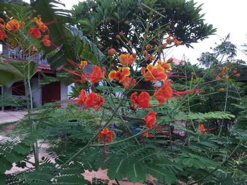 หางนกยูงไทย ดอกสีส้ม-แดง / 15 เม็ด (P2S)