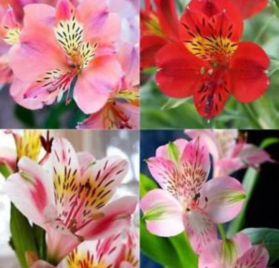 อัลสโตรมีเรีย (Alstroemeria) คละ / 50 เม็ด (นอก)