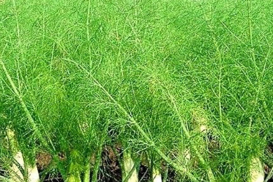 ผักชีล้อม (Fennel) / 1,500 เม็ด (UK)