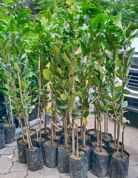 ต้นเลม่อน เมเยอร์ (Meyer) กิ่งตอน ต้นแข็งแรง สูง 80-100 ซ.ม.