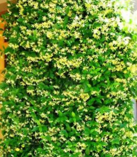 มะลิเลื้อย หรือมะลุลี สีเหลือง / 10 เม็ด (นอก)