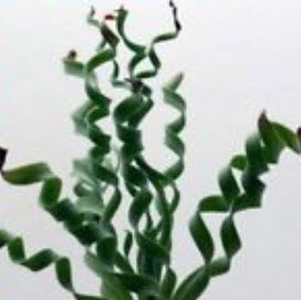 Spiral grass (Succulents) / 25 เม็ด (USA)*