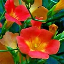 มธุลดา (Madame Galen Trumpet Vine) / 10 เม็ด (USA)