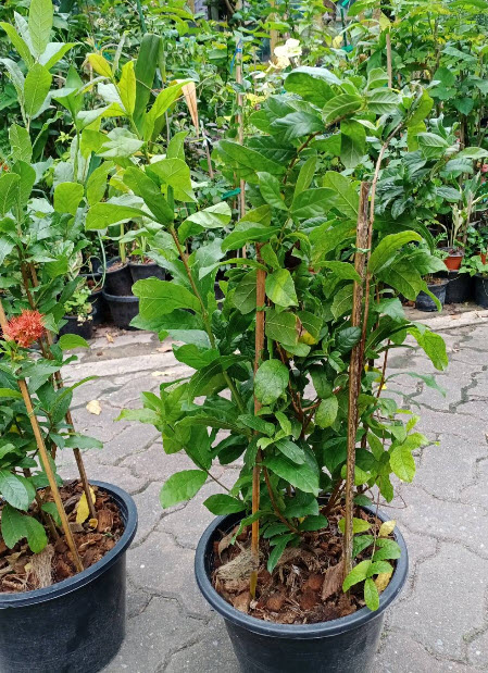 ต้นเงาะงาม หรือพู่อมร กระถาง 10 นิ้ว สูง 60-80 ซ.ม. / ต้น