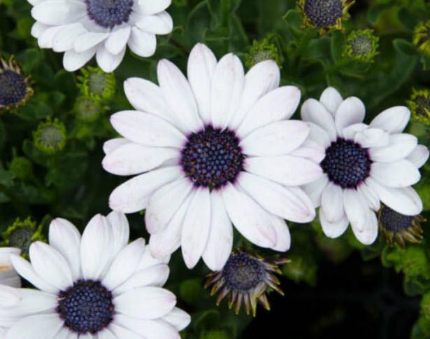 อัฟริกัน เดซี อะกิล่า (African Daisy - Akila) สีขาว / 0.2 กรัม (Lithuania)