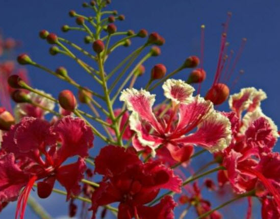 หางนกยูงไทย ดอกสีแดง (Red Pride of Barbados) / 5 เม็ด (UK)
