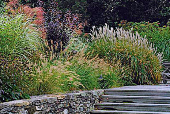 รวมหญ้าประดับ คละ 5 ชนิด / หนัก 3 กรัม (UK)*