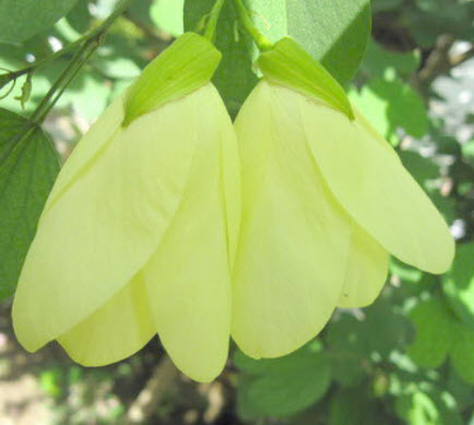 ต้นโยทะกา หรือชงโคเหลือง ต้นใหญ่ สูง 150-170 ซ.ม. หายาก