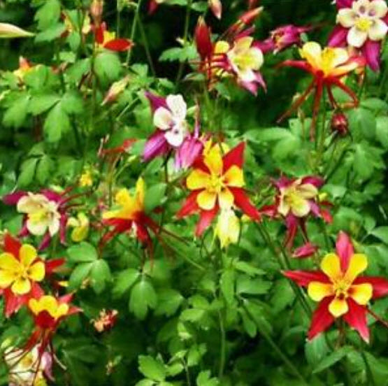 โคลัมบายน์ (Columbine - Mrs Scott Elliott) คละ / 450 เม็ด (UK)