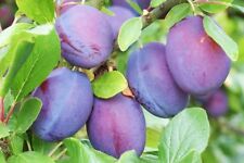 เมล็ดพรุน (Prune) / 5 เม็ด