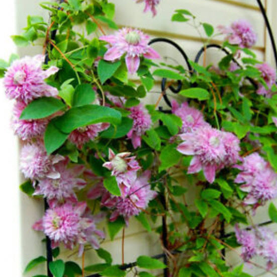 เคล็มแมททิส (Clematis) คละสี / 50 เม็ด