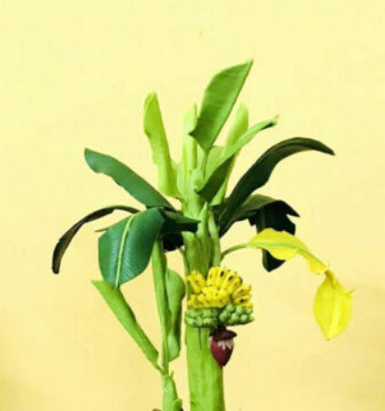 กล้วยต้นเตี้ย/กล้วยแคระ (Dwarf Banana Tree) / 50 เม็ด (China)*