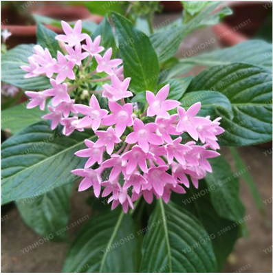 เข็มอินเดีย (Starflower) คละสี / 20 เม็ด (China)