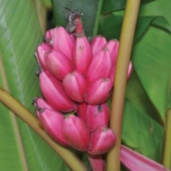 กล้วยรุ่งอรุณ / กล้วยดอกบัวอัสสัม (Musa Velutina) / 5 เม็ด (Italy)