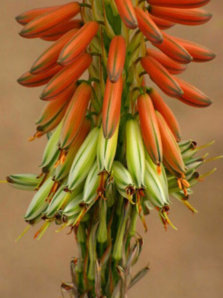 ว่านหางจระเข้ (Gariep River Aloe) สีส้ม / 10 เม็ด (Portugal)*
