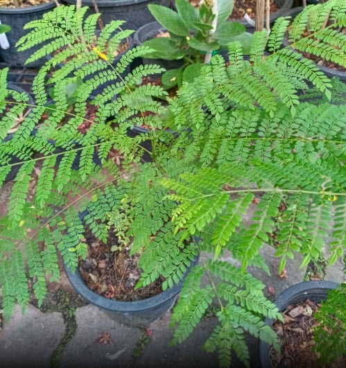 ต้นศรีตรัง กระถาง 8 นิ้ว สูง 20-35 ซ.ม.