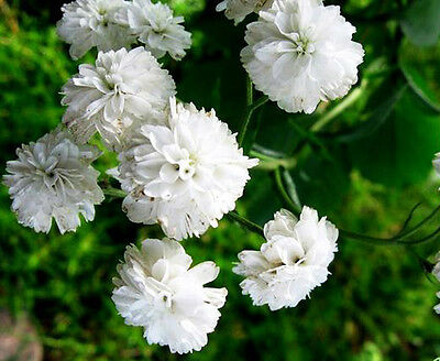 ยาร์โรว์ เดอะ เพิร์ล (Yarrow - The Pearl) / 800 เม็ด (UK)