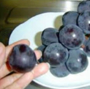 องุ่นดำเคียวโฮญี่ปุ่นบอนไซ (Kyoho grape) / 18 เม็ด (นอก)