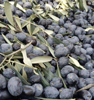 ต้นมะกอกโอลีฟ Olea europaea - GEMLIK สูง 30-50 ซ.ม. (Turkey)