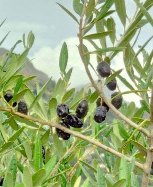 มะกอกโอลีฟ (common Europe Olive) / 5 เม็ด (Portugal)