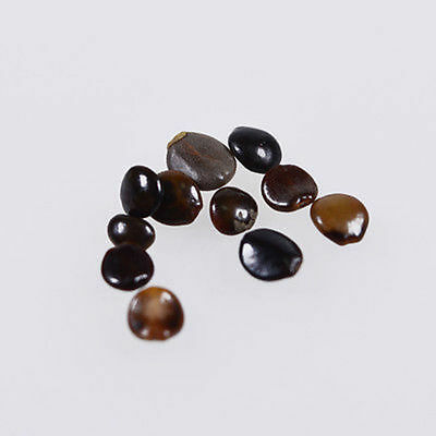 กล้วยไม้ หน้าลิง (monkey face orchid) / 10 เม็ด