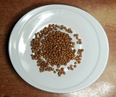 ชิแซนดร้า เบอรี่ (Schisandra berry) / 50 เม็ด (นอก)