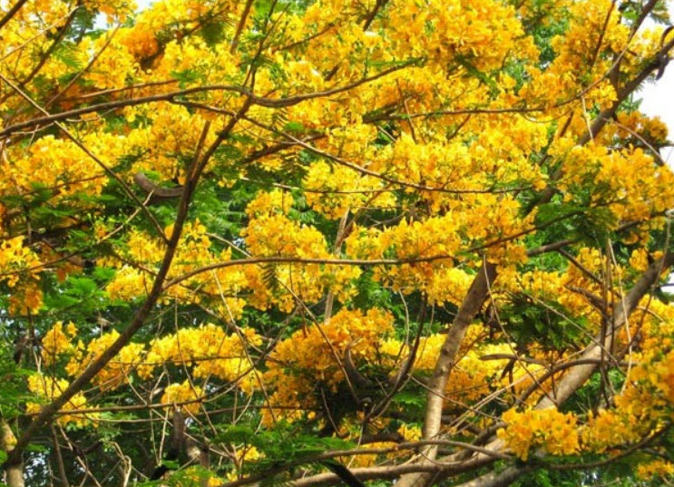 ต้นหางนกยูงฝรั่งสีทอง / หางนกยูงสีทอง กระถาง สูง 100 ซ.ม. / ต้น