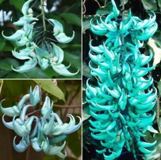 พวงหยก (Jade vine) / 10 เม็ด