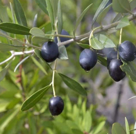ต้นมะกอกโอลีฟ (Olive - kalamata) สูง 70-90 ซ.ม. (Greece)