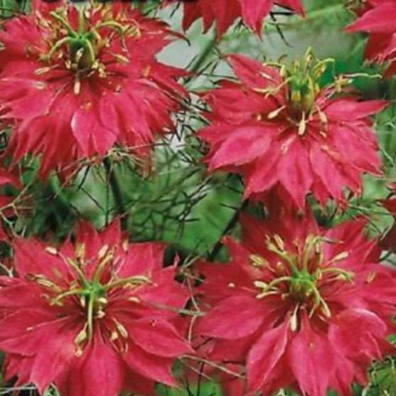รักในสายหมอก (Love in a Mist / Nigellla damascena) สีแดง / 40 เม็ด (Ukraine)