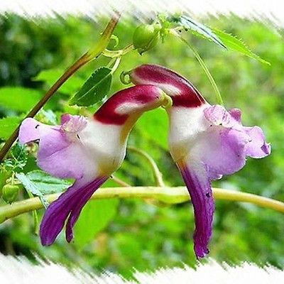 กล้วยไม้นกแก้ว (Parrot Orchid) คละ / 25 เม็ด