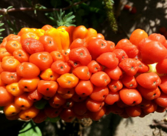 บุก Dragon Arum / Dracunculus vulgaris / 5 เม็ด (Czech)
