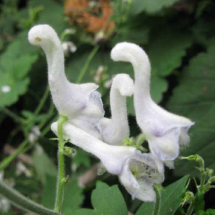 ดอกไม้ขาว คล้ายหงส์ (Swan flower) / 200 เม็ด
