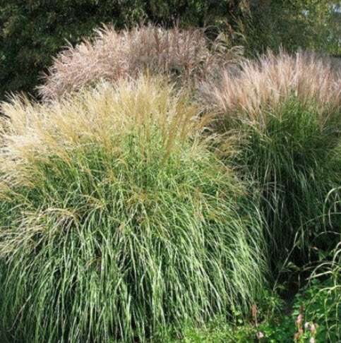 หญ้ามิสแคนทัส ไซเนนซิส หรือหญ้าซูซูกิ (Miscanthus Sinensis) / 25 เม็ด (USA)