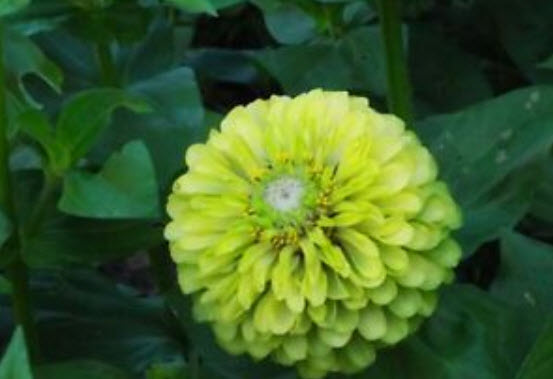 บานชื่นเขียว (Zinnia - Lime Queen) / 360 เม็ด (UK)