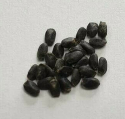 สายป่านดวงใจ (Ceropegia Woodii) / 5 เม็ด (Germany)