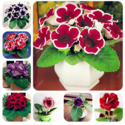 กล็อกซีเนีย (Gloxinia) คละ / 100 เม็ด (นอก)