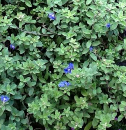 ต้นฟ้าประดิษฐ์ (Ground Morning Glory) ต้นใหญ่ สูง 25-30 ซ.ม. / ต้น