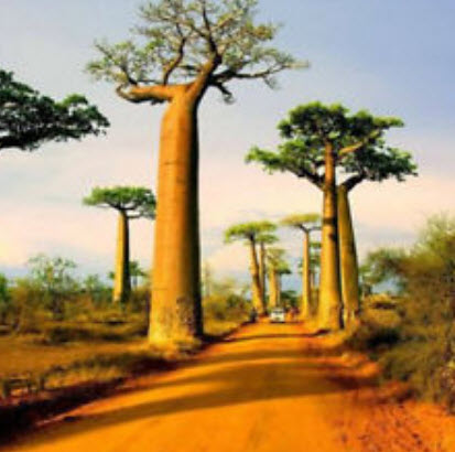 เบาบับ (Baobab / Adansonia Digitata) / 5 เม็ด (นอก)