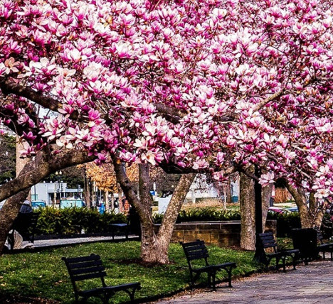 ต้นแมกโนเลีย เจน (Magnolia Jane) ดอกสีชมพูเข้มแกมแดง สูง 50-70 ซ.ม.