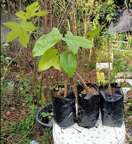 ต้นเพลิงภาณุ (Illawarra Flame Tree) กระถาง 8 นิ้ว สูง 30-45 ซ.ม. หายาก