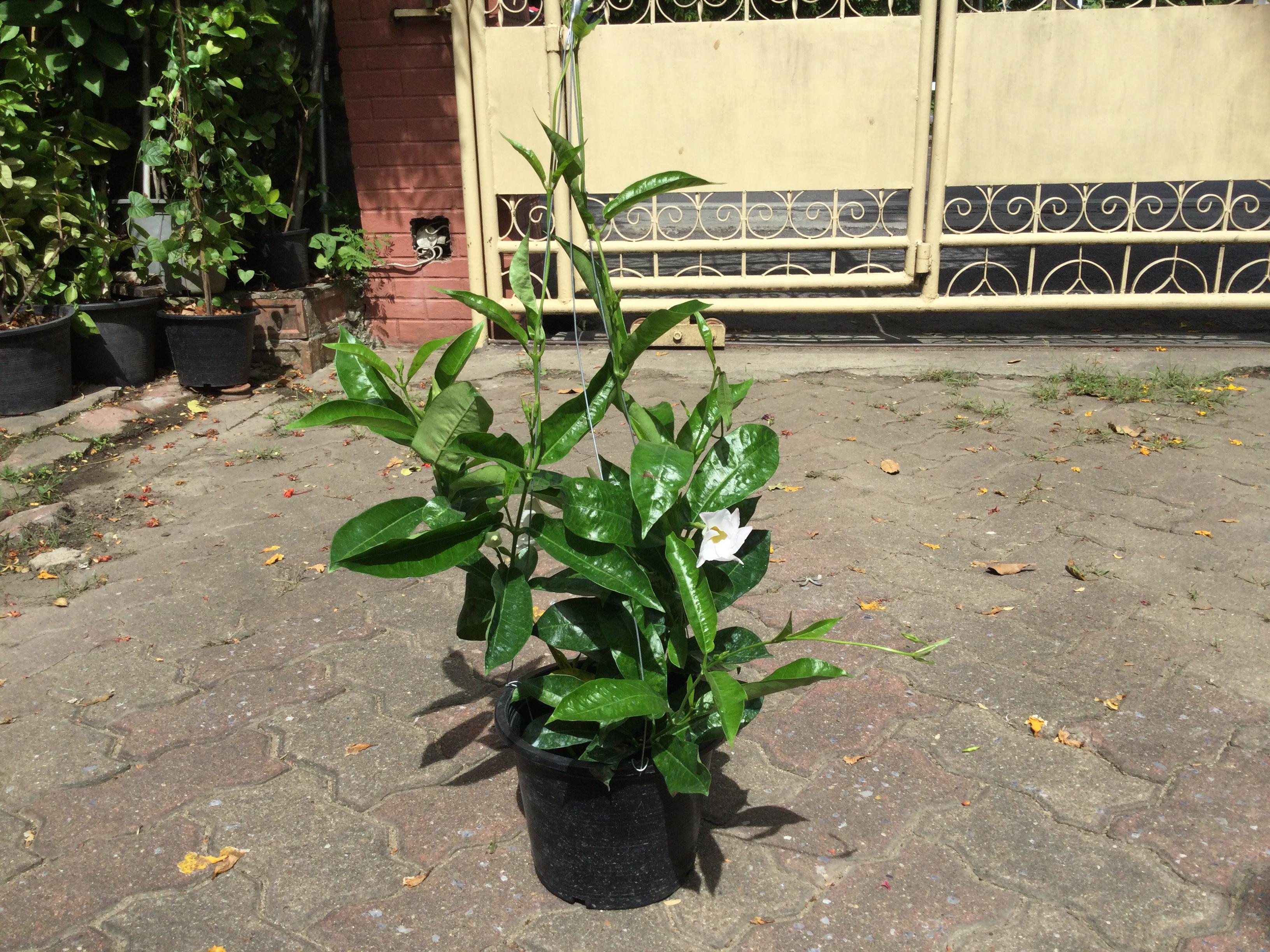 ต้นอมรเบิกฟ้าสีขาว หรืออรุณเบิกฟ้า กระถางแขวน / ต้น