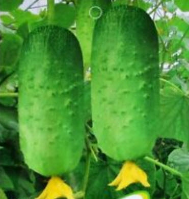 แตงกวาญี่ปุ่น (Japanese cucumber) / 15 เม็ด