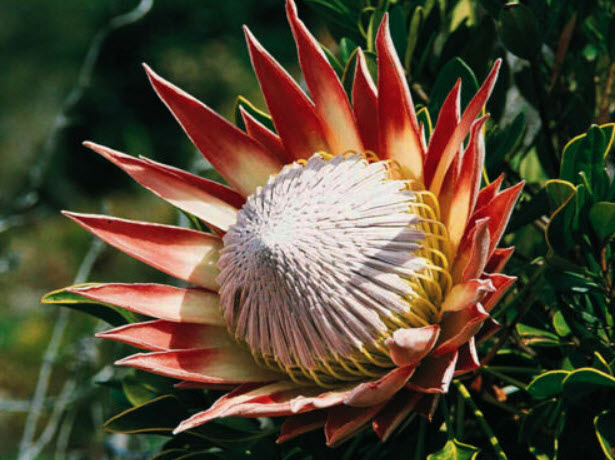 คิง โพรเทีย (King Protea) / 2 เม็ด (South Africa)
