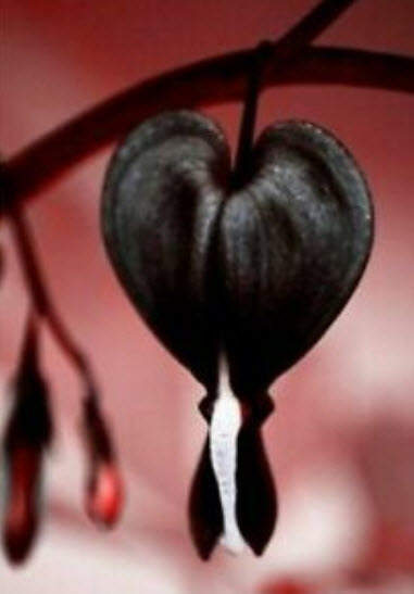 หทัยหยาดทิพย์ (Bleeding Heart) สีดำ / 10 เม็ด