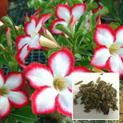 ชวนชม สีขาวขอบแดง / 25 เม็ด (นอก)